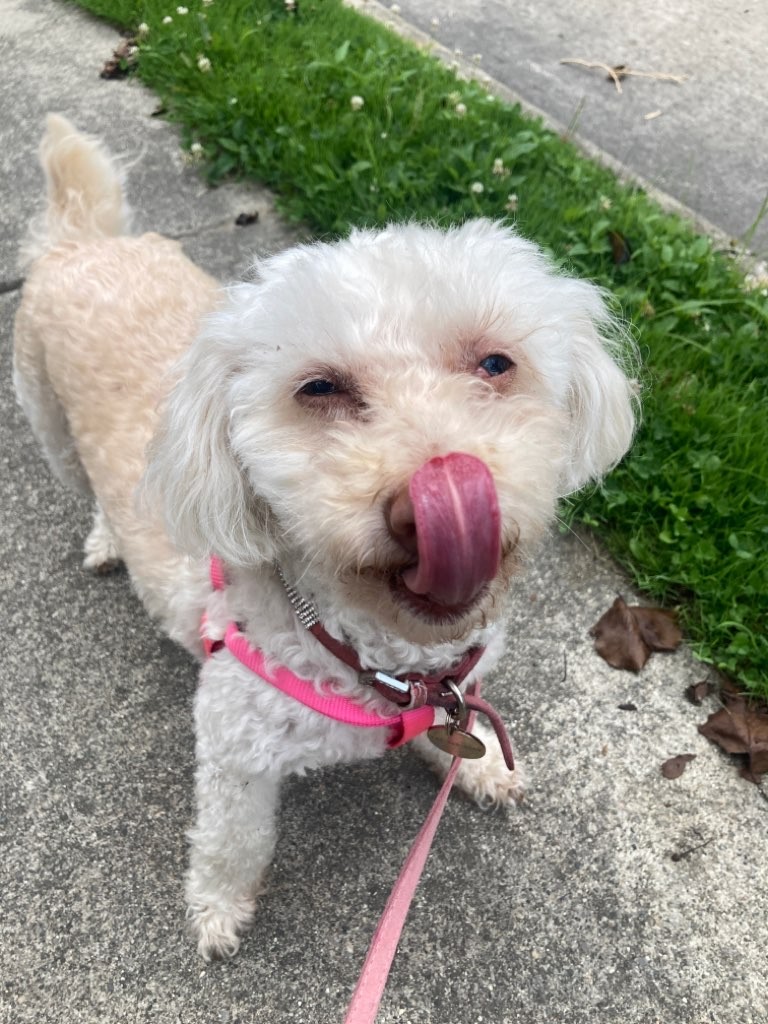 Loyal Dog Club photo 2