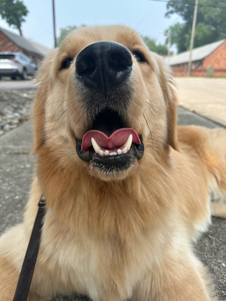 Loyal Dog Club photo 3