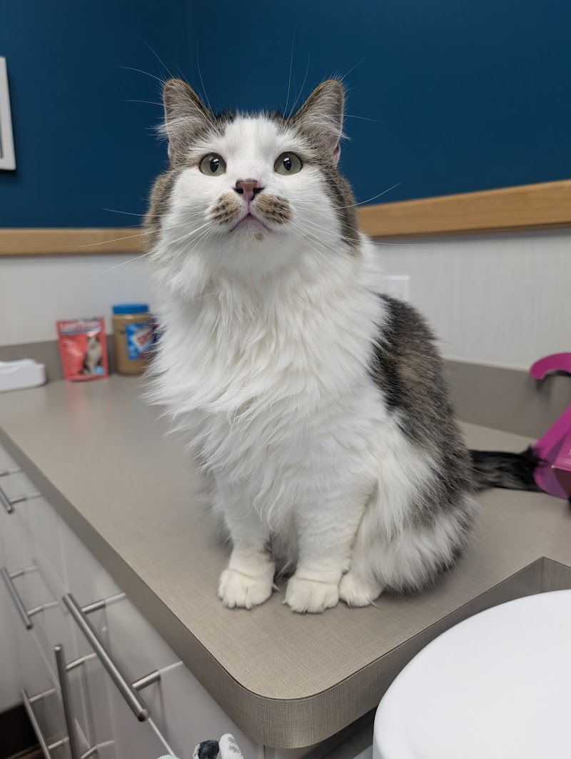 Boulevard Veterinary Logan Square photo 2