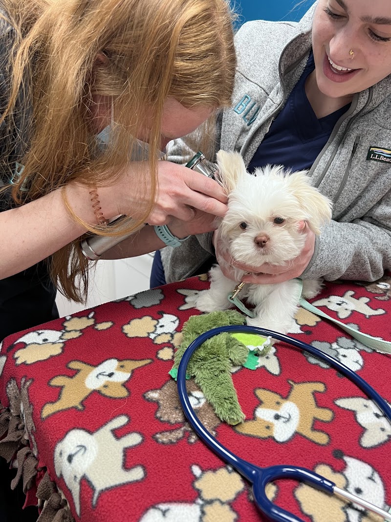 Boulevard Veterinary Logan Square photo 3