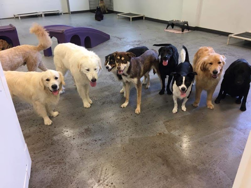 The Urban Dog photo 2