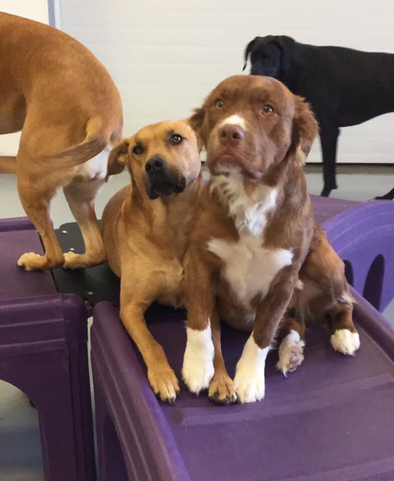 The Urban Dog photo 3