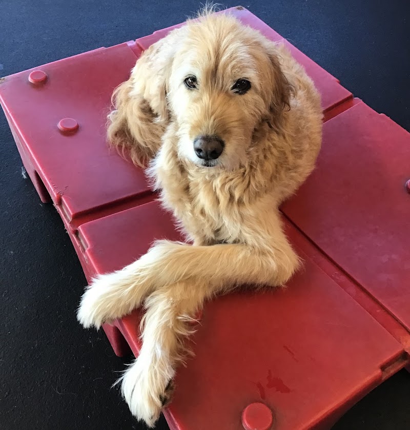 Lucky Dog Retreat photo 2