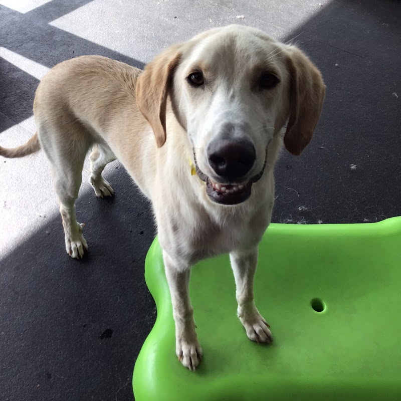 Lucky Dog Retreat photo 3