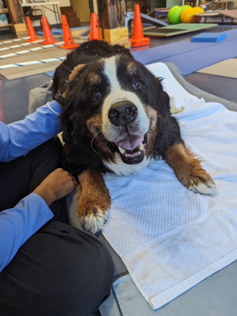 Integrative Pet Care photo 3