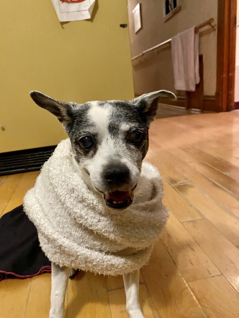 Lincoln Park Dog & Cat Clinic photo 2