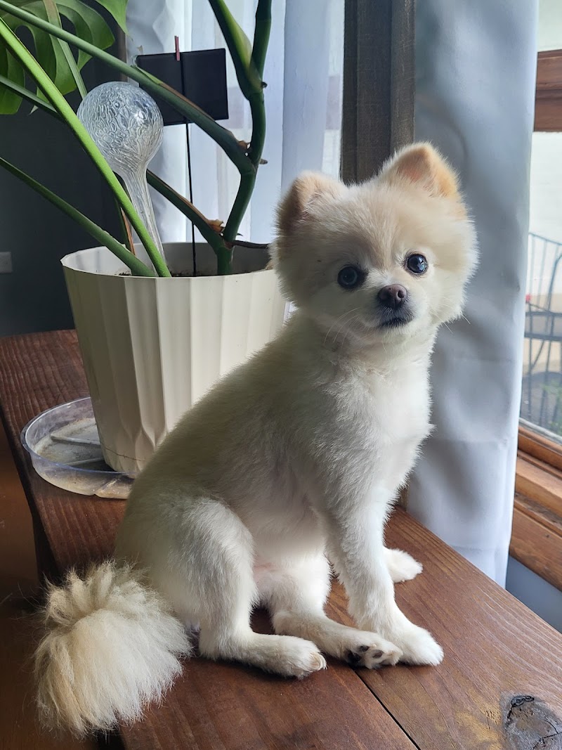 The Grooming Lodge photo 2