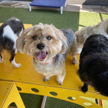 PetSuites Indianapolis Northwest photo 2