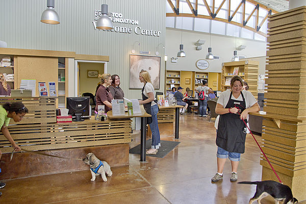 Chicago English Bulldog Rescue