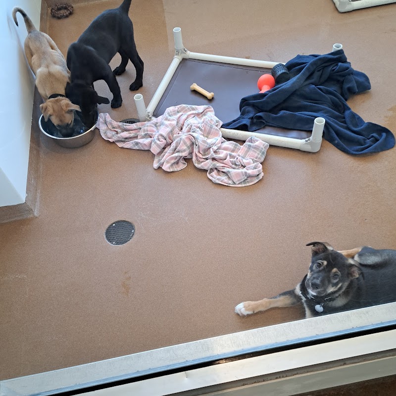 Chicago English Bulldog Rescue photo 2