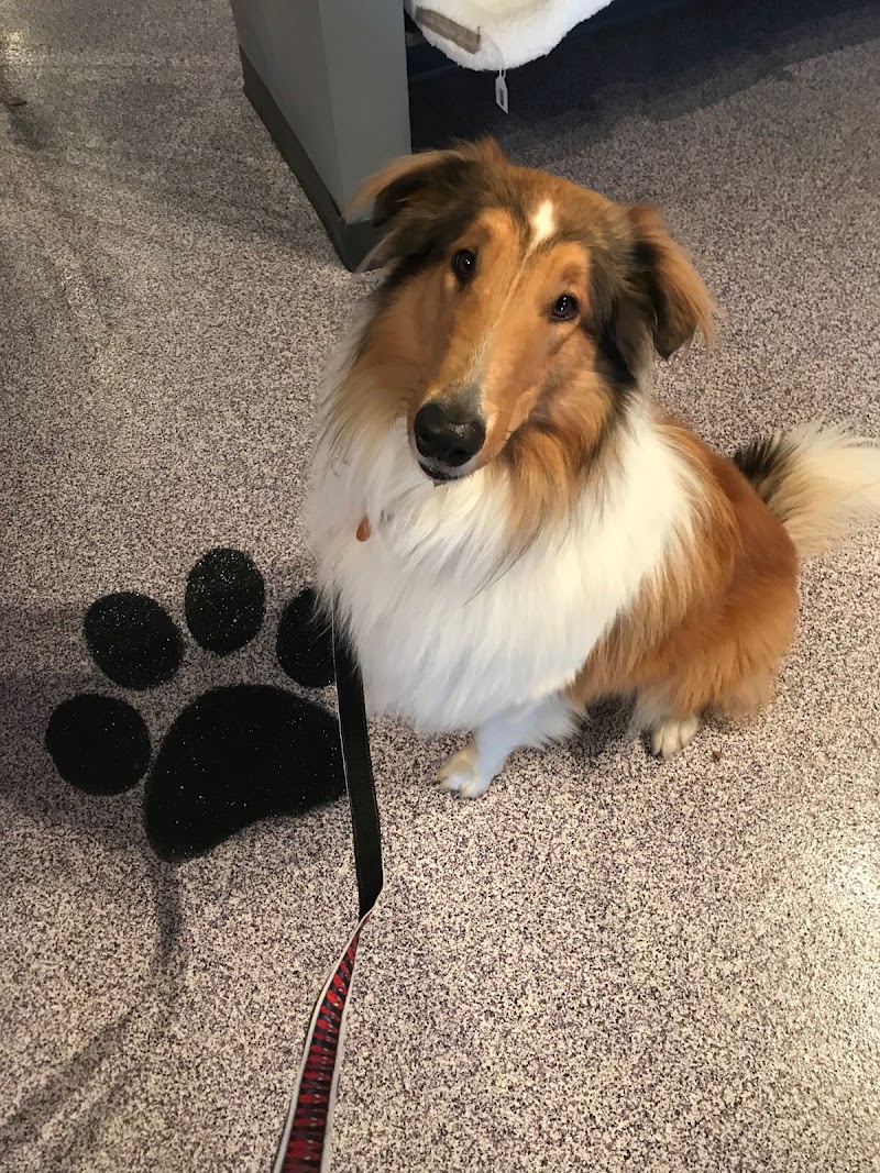 Bow Wow Meow Boutique