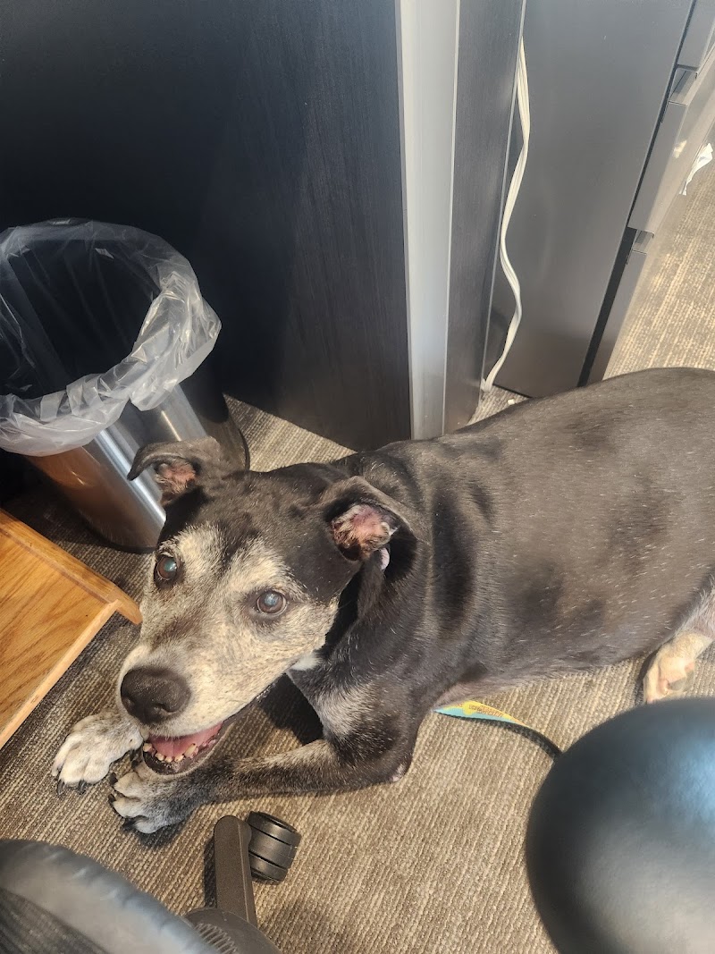 Osceola Veterinary Service photo 2