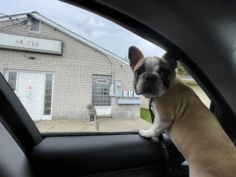 Maple Veterinary Hospital