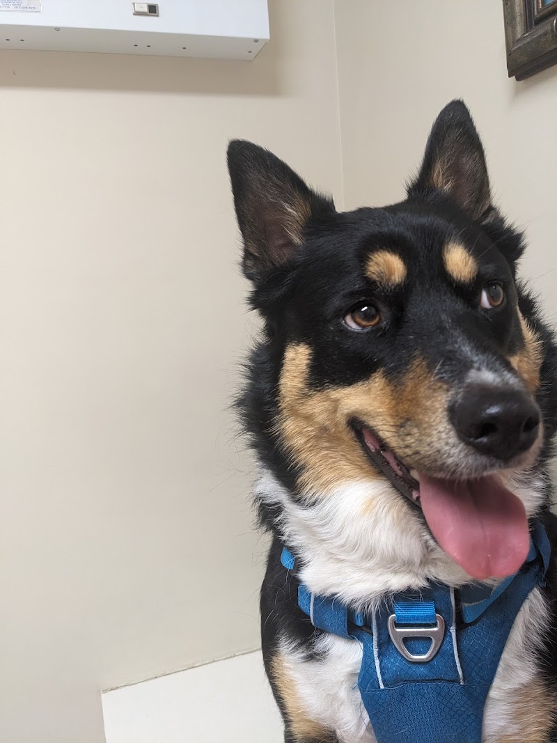 Maple Veterinary Hospital photo 2