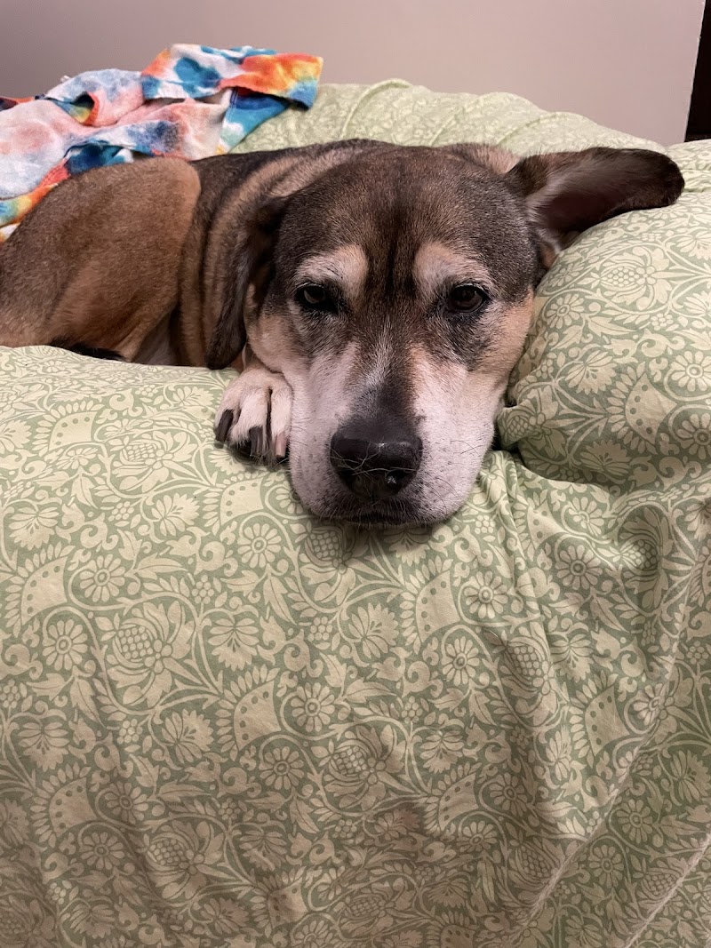 Maple Veterinary Hospital photo 3