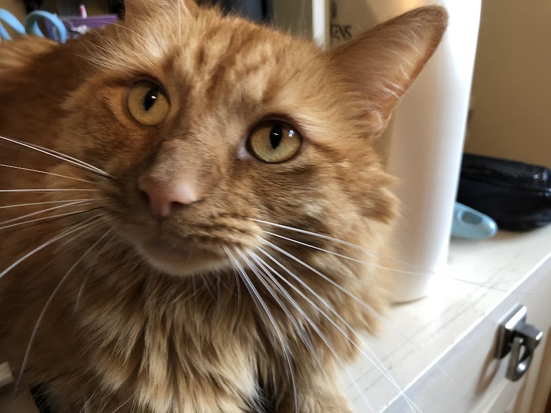 Detroit Dover Animal Hospital photo 3