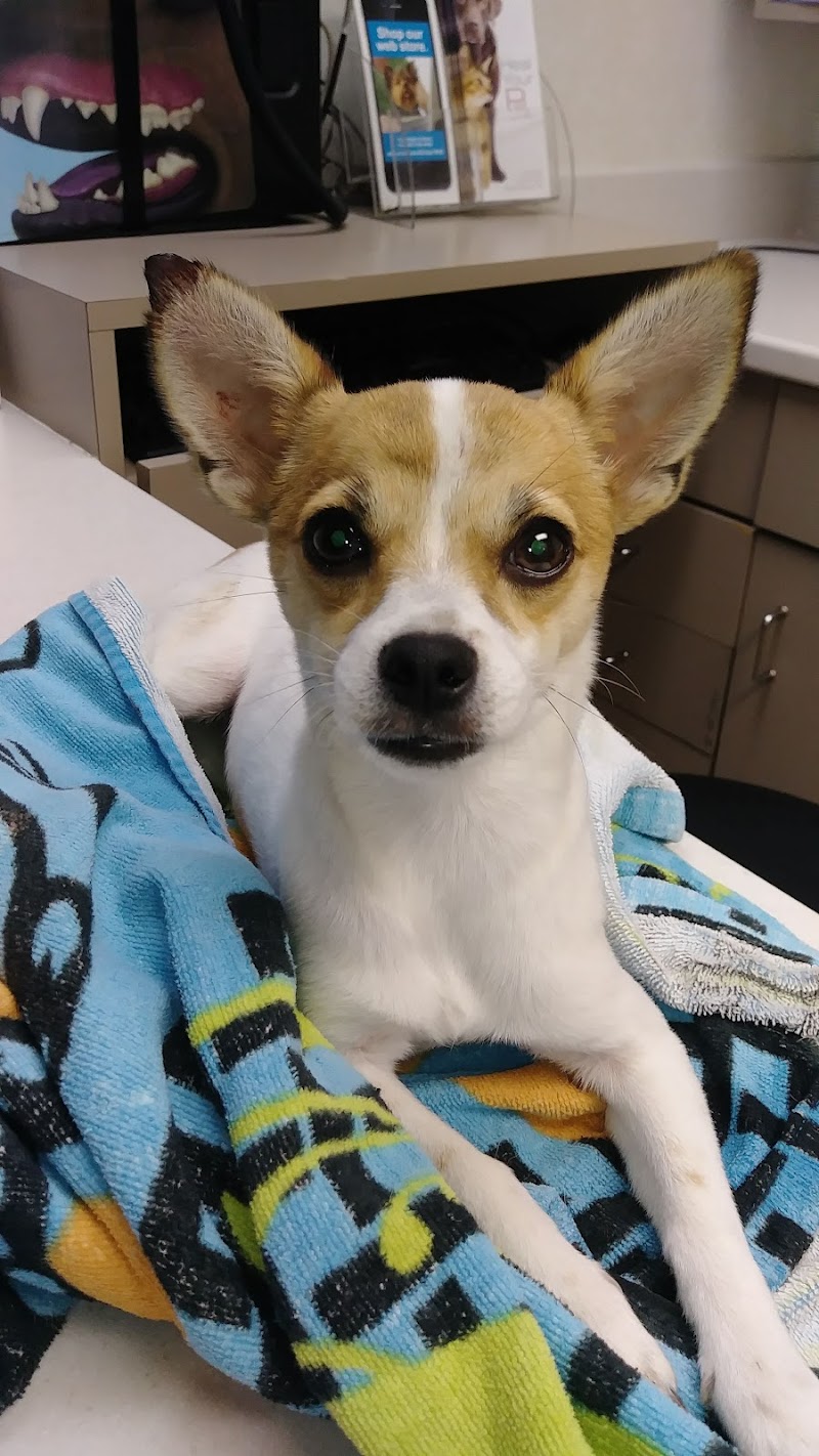 Como Park Animal Hospital photo 3