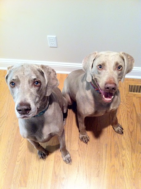 Dog Gone Walkin' photo 2