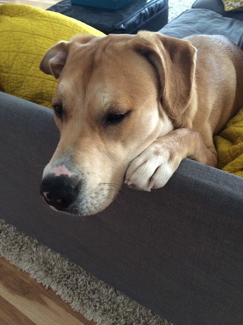 Dog Gone Walkin' photo 3