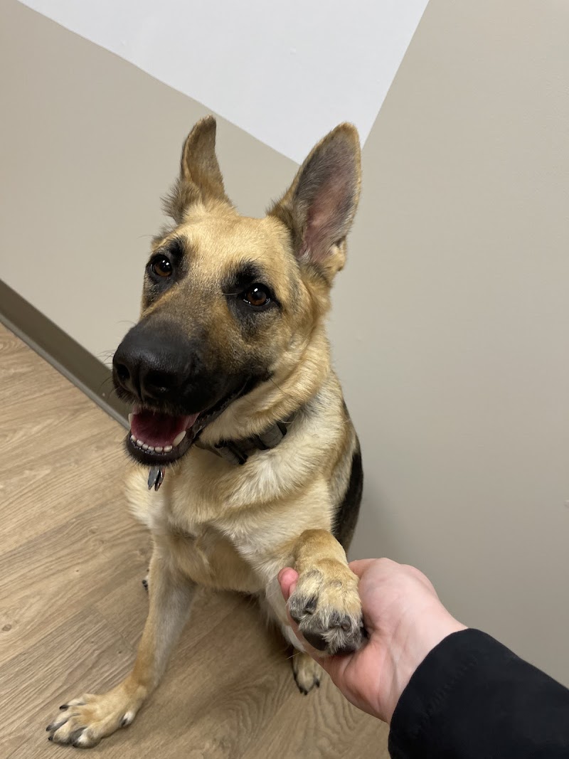 BluePearl Pet Hospital