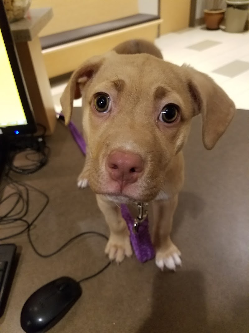 BluePearl Pet Hospital photo 2