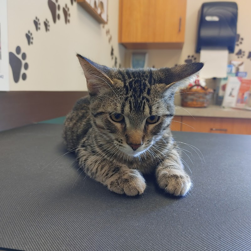 Life Care Animal Hospital photo 2