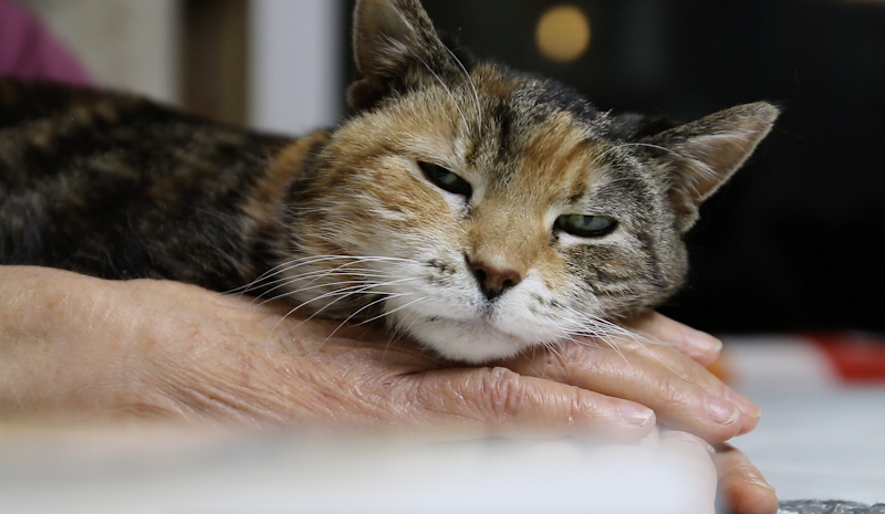 Touched by an Animal