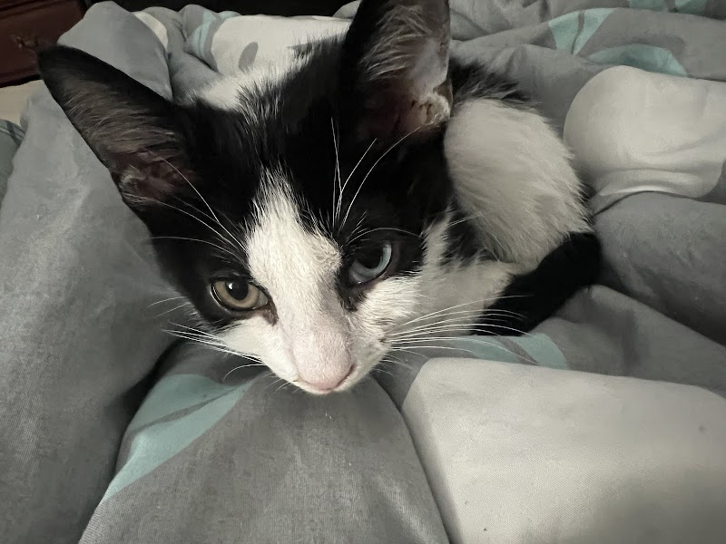 Touched by an Animal photo 2