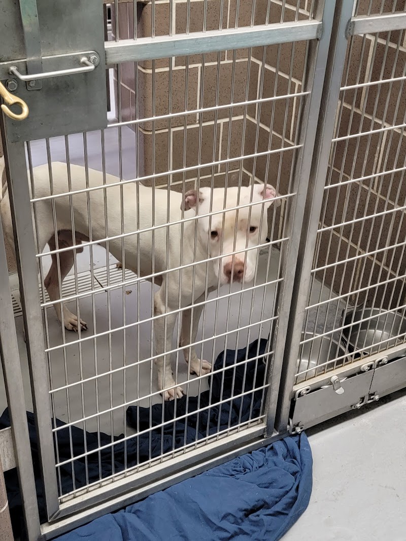 Animal Care and Control photo 2