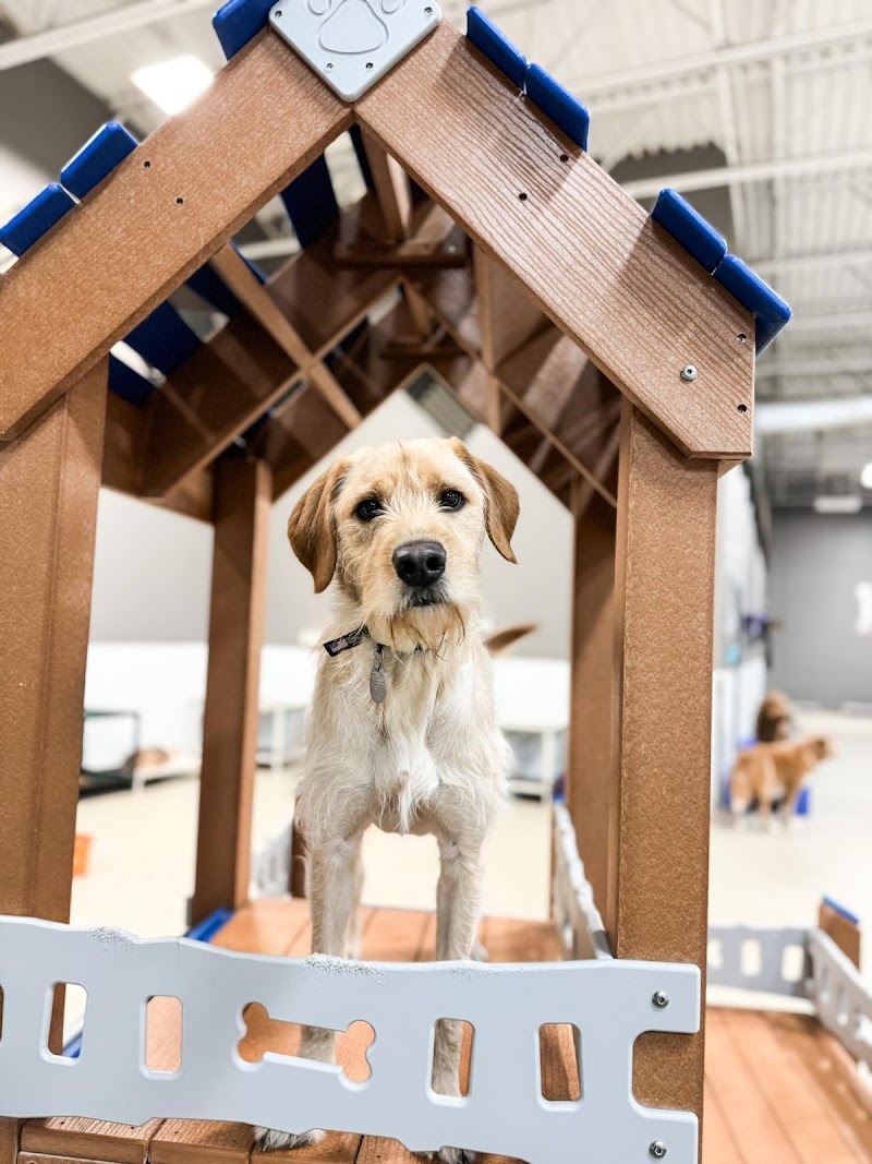 Dog Day Getaway photo 3