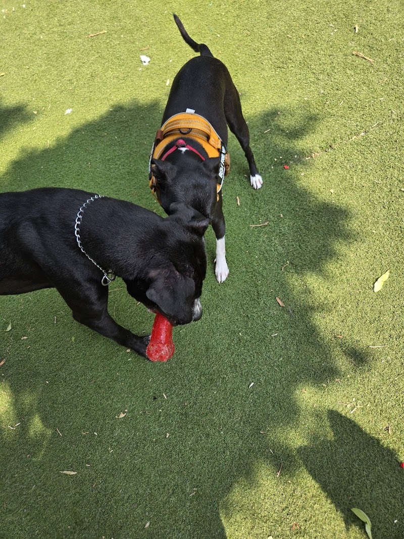 Midtown Dog Park photo 3