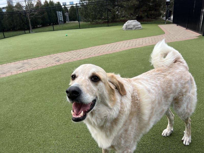 Wag 'N Paddle photo 3