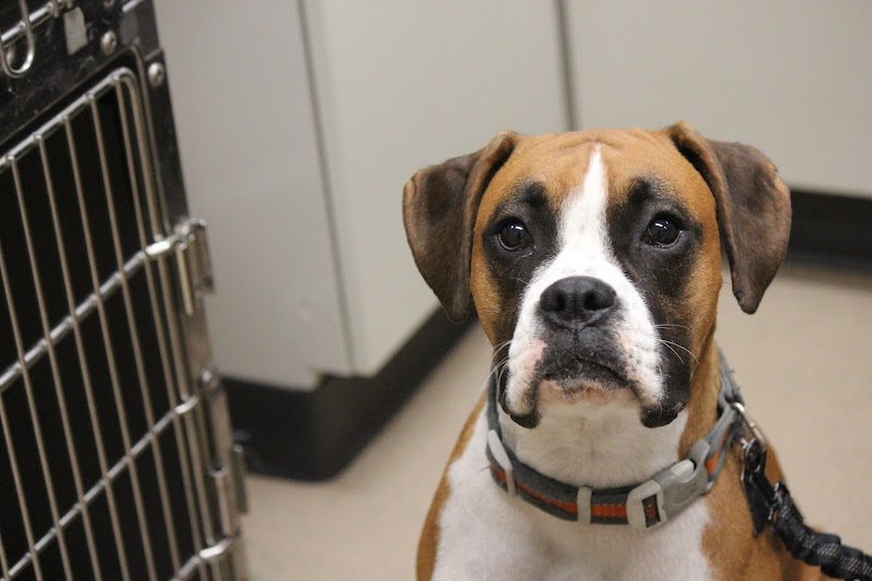 St. Paul Pet Hospital photo 3