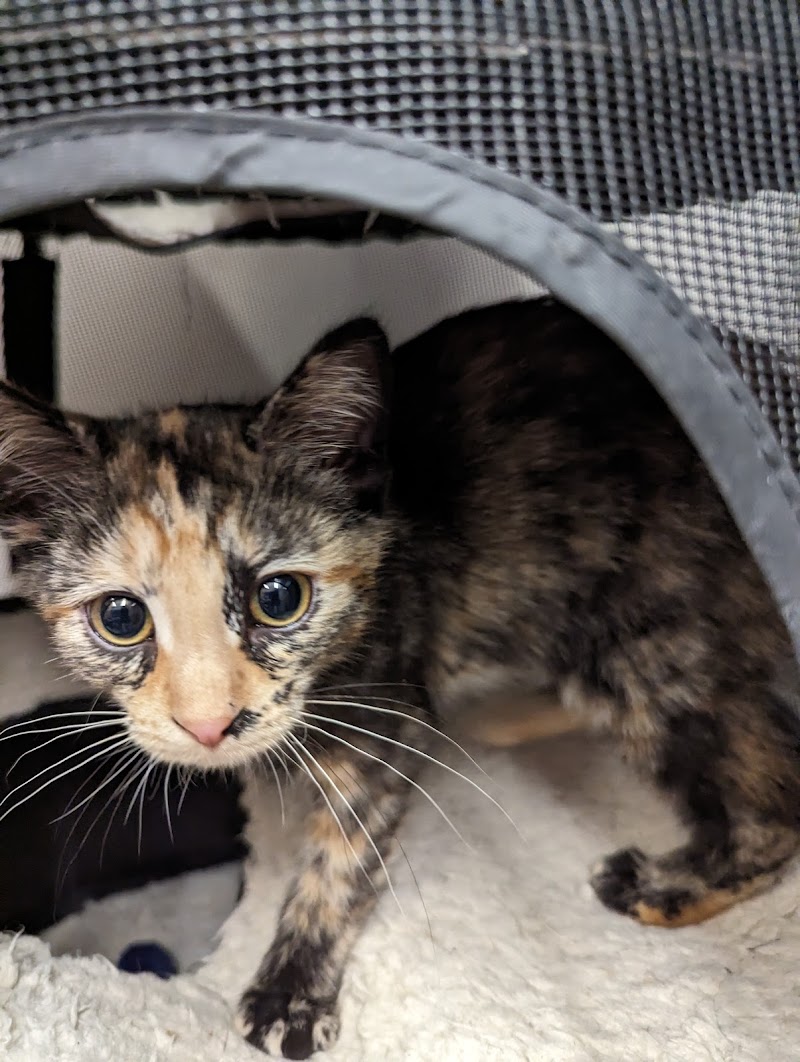 West Suburban Humane Society photo 2