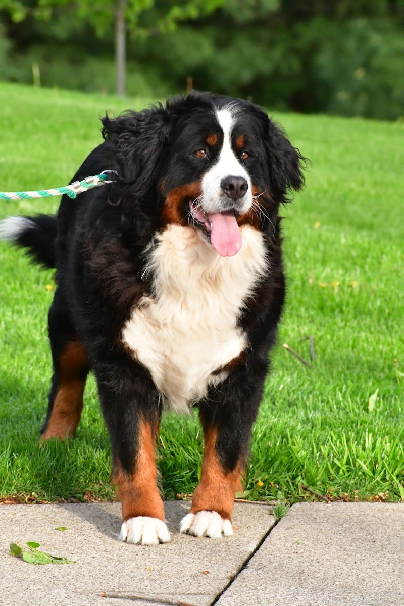 Puppy Paws Pet Services