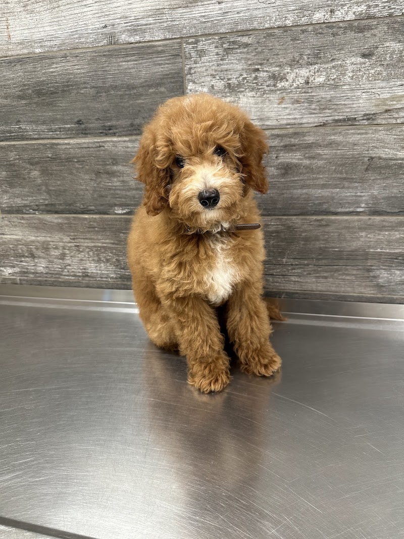 Puppy Paws Pet Services photo 2