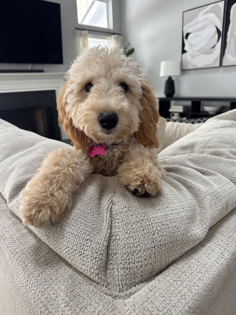 Puppy Paws Pet Services photo 3