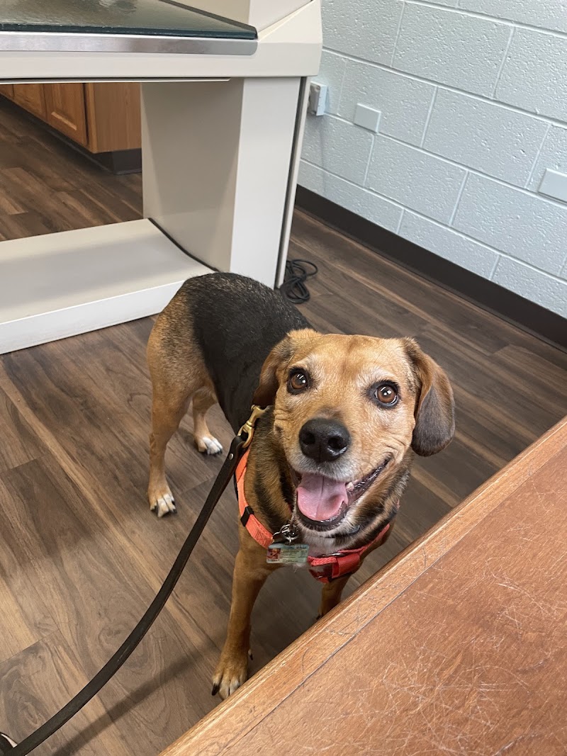 VCA Lakewood Animal Hospital photo 3