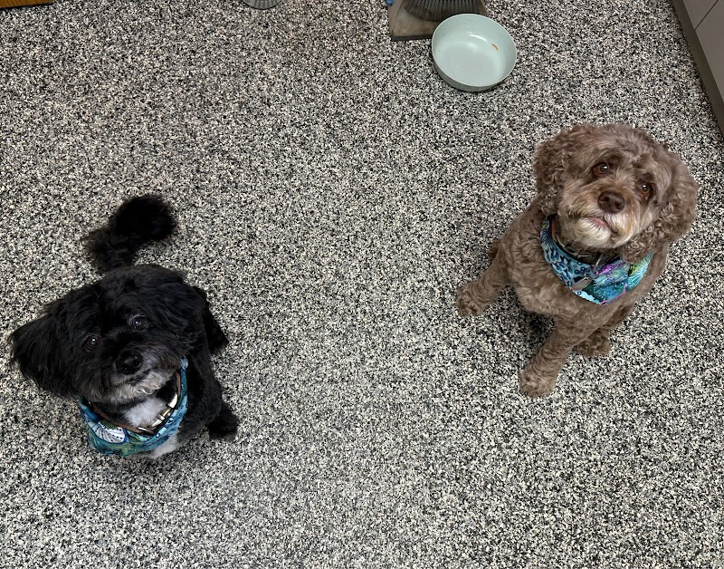 Artistic Mutt Grooming photo 2