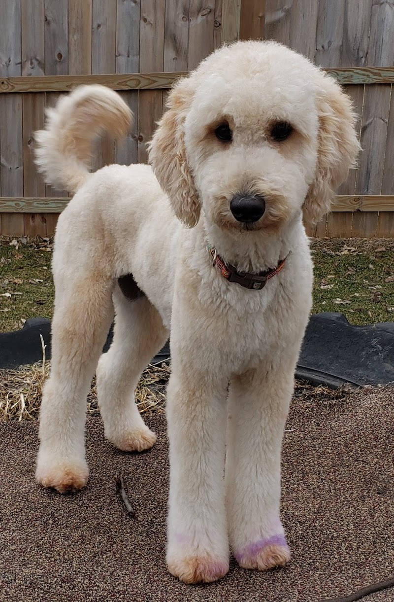 Artistic Mutt Grooming photo 3