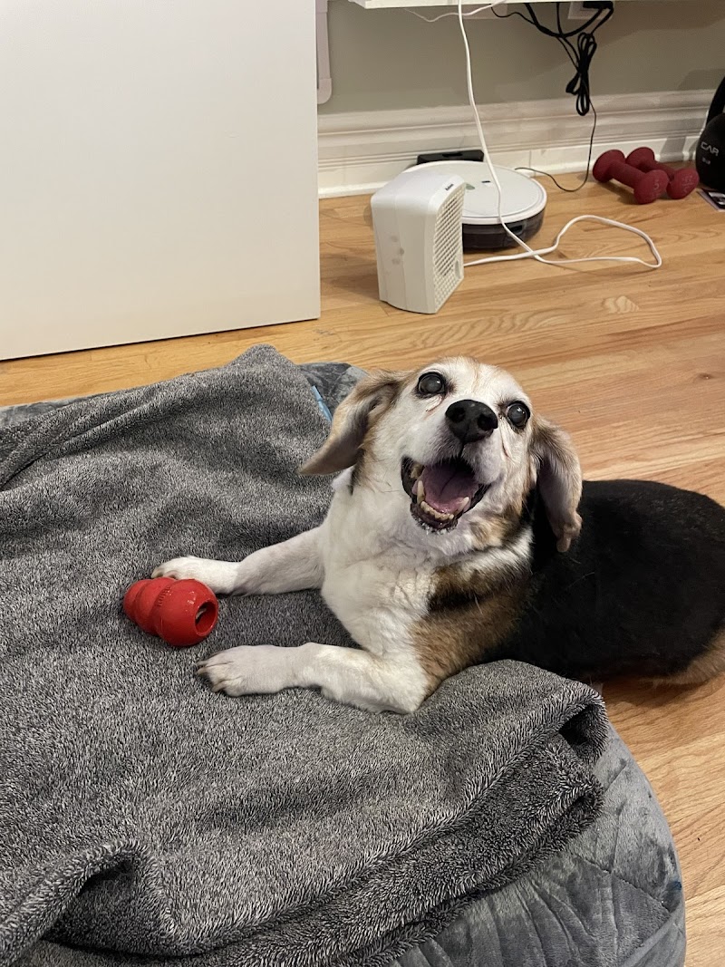 Paws and Feathers Emergency Hospital