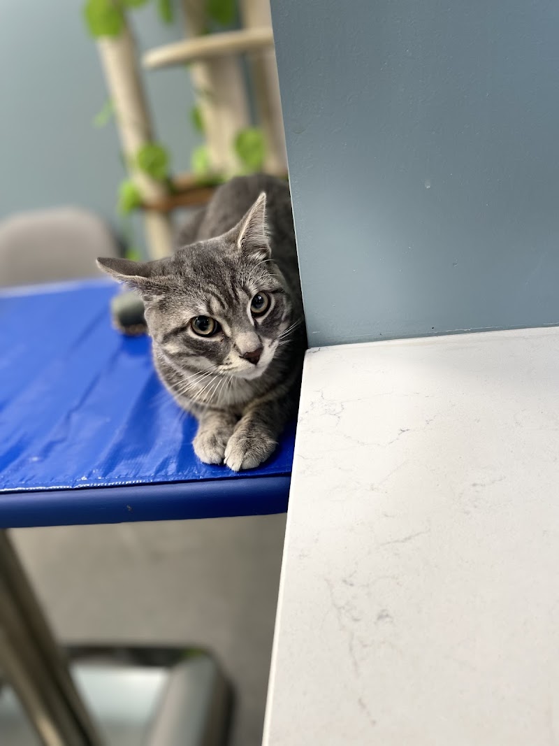 Paws and Feathers Emergency Hospital photo 2