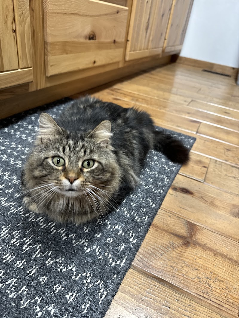 South Anderson Veterinary Clinic photo 2