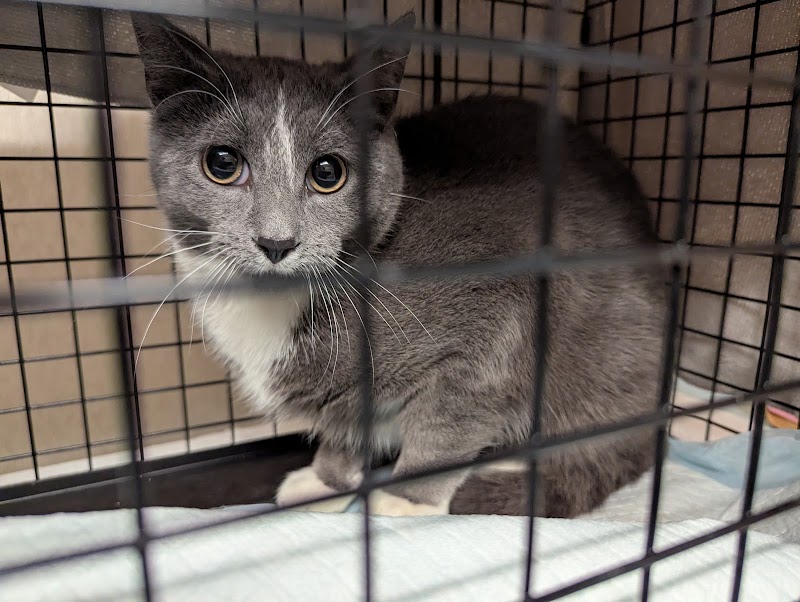 Wisconsin Humane Society Spay / Neuter Clinic photo 3