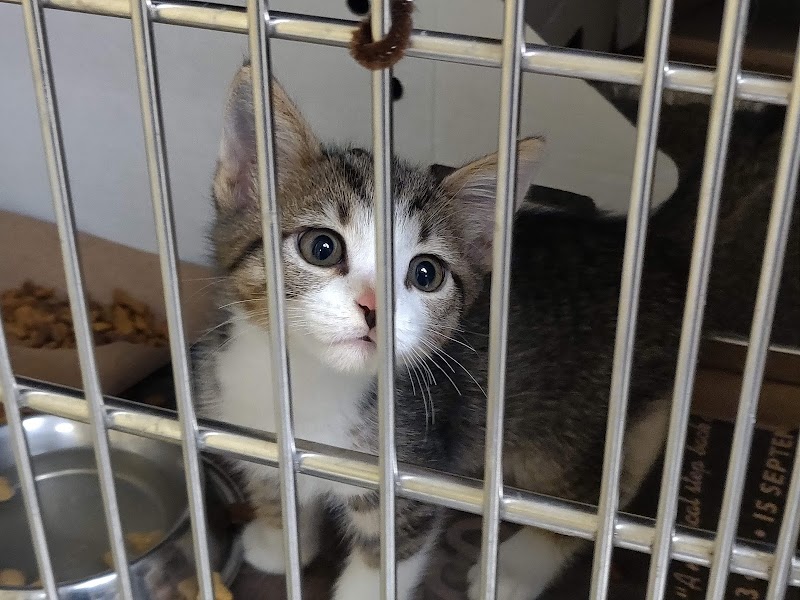 Friends of  Chicago Animal Care + Control