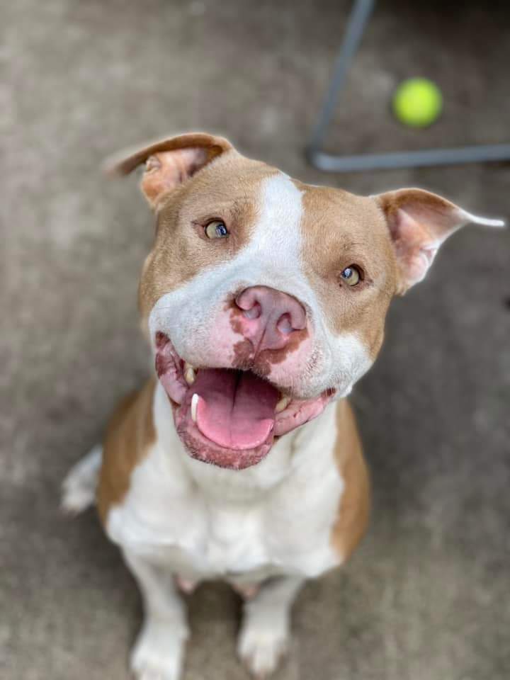 Friends of  Chicago Animal Care + Control photo 3