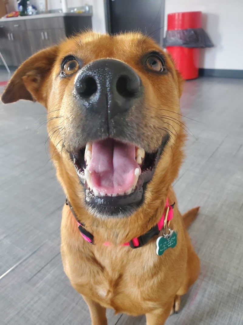 New Leash On Life photo 2