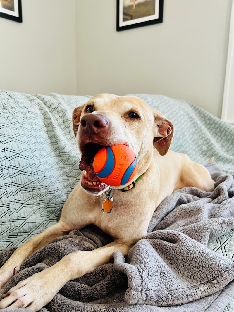 New Leash On Life photo 3