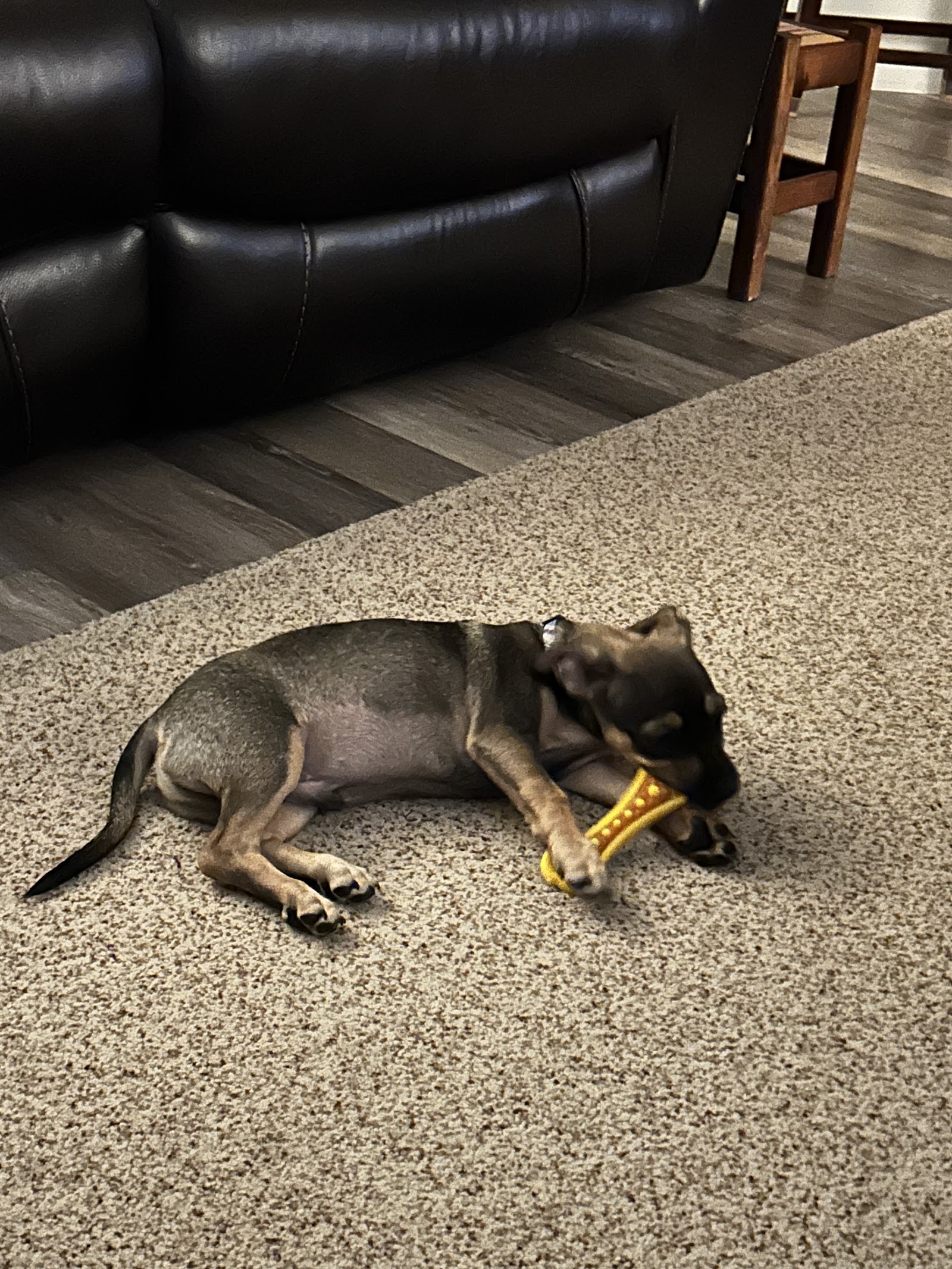 A Forever Home Animal Rescue
