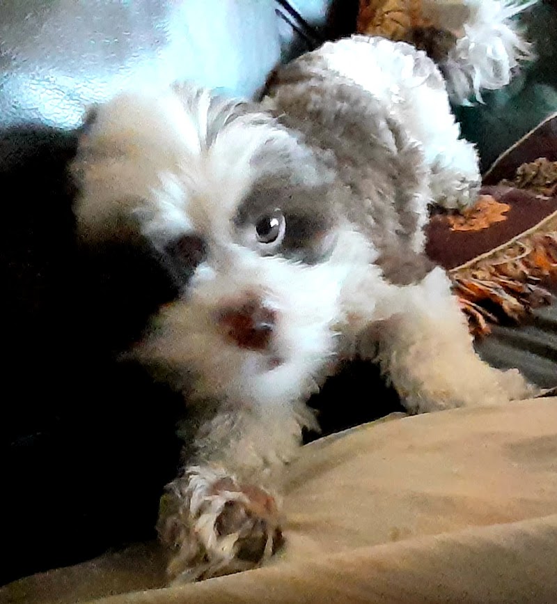 A Home 4 Spot photo 3